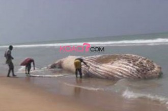 Benin : Une baleine morte échoue sur la plage de Grand Popo